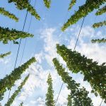 Squamish.com | Maple Bay Hop Farm